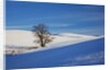 Lone tree in snow covered winter field by Anonymous