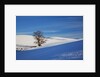 Lone tree in snow covered winter field by Anonymous