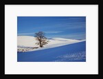 Lone tree in snow covered winter field by Anonymous