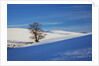 Lone tree in snow covered winter field by Anonymous