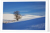 Lone tree in snow covered winter field by Anonymous