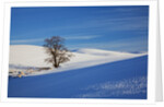 Lone tree in snow covered winter field by Corbis