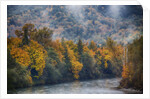 Big leaf maples lining the Skagit River by Anonymous