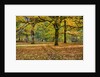 Big leaf maples and red vine maple in full autumn glory by Anonymous