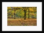 Big leaf maples and red vine maple in full autumn glory by Anonymous