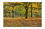Big leaf maples and red vine maple in full autumn glory by Anonymous
