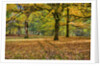 Big leaf maples and red vine maple in full autumn glory by Anonymous