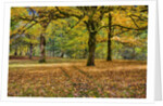 Big leaf maples and red vine maple in full autumn glory by Anonymous