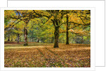 Big leaf maples and red vine maple in full autumn glory by Anonymous