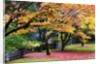 Red vine maple in full Autumn glory by Anonymous