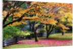 Red vine maple in full Autumn glory by Anonymous