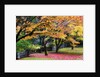 Red vine maple in full Autumn glory by Anonymous