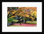Red vine maple in full Autumn glory by Anonymous