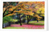 Red vine maple in full Autumn glory by Anonymous
