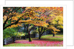 Red vine maple in full Autumn glory by Anonymous