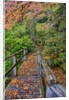Path through red vine maple in full Autumn glory by Anonymous