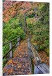 Path through red vine maple in full Autumn glory by Anonymous