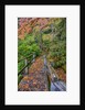 Path through red vine maple in full Autumn glory by Anonymous