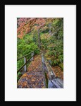 Path through red vine maple in full Autumn glory by Anonymous