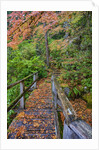 Path through red vine maple in full Autumn glory by Anonymous