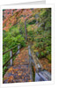 Path through red vine maple in full Autumn glory by Anonymous