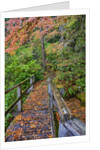 Path through red vine maple in full Autumn glory by Anonymous