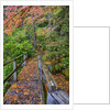 Path through red vine maple in full Autumn glory by Anonymous