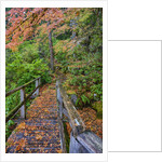 Path through red vine maple in full Autumn glory by Anonymous