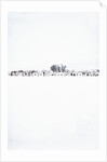 Fence made of old iron wheels on snow by Anonymous