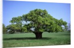 Oak tree in Spring by Anonymous