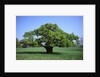 Oak tree in Spring by Anonymous
