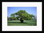 Oak tree in Spring by Anonymous