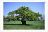 Oak tree in Spring by Anonymous