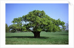 Oak tree in Spring by Anonymous