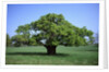 Oak tree in Spring by Anonymous