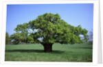 Oak tree in Spring by Anonymous