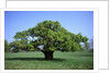 Oak tree in Spring by Anonymous