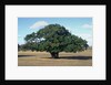 Oak tree in Summer by Anonymous
