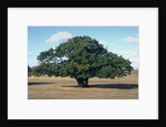 Oak tree in Summer by Anonymous