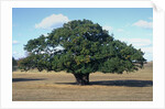 Oak tree in Summer by Anonymous