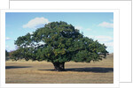 Oak tree in Summer by Anonymous