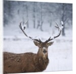 Snowy antlers by Anonymous