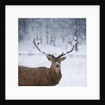 Snowy antlers by Anonymous