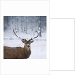 Snowy antlers by Anonymous