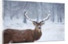 Snowy antlers by Anonymous