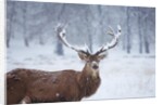 Snowy antlers by Anonymous