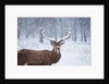 Snowy antlers by Anonymous