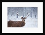Snowy antlers by Anonymous