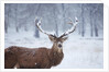 Snowy antlers by Anonymous
