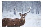 Snowy antlers by Anonymous